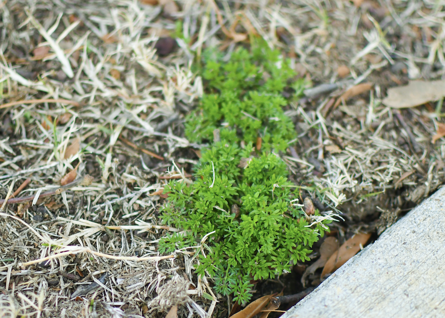 How to Treat Lawn Burweed Mississippi State University Extension